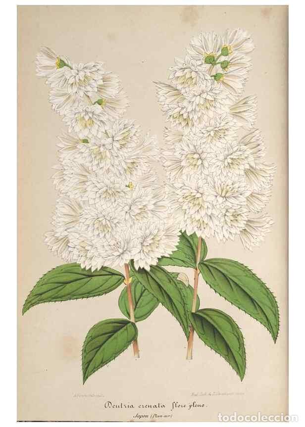 Collection Magazines and Newspapers: Reproducci&oacute;n/Reproduction 49690084291: L'Illustration horticole :. Gand, Belgium :Imprimerie et lith