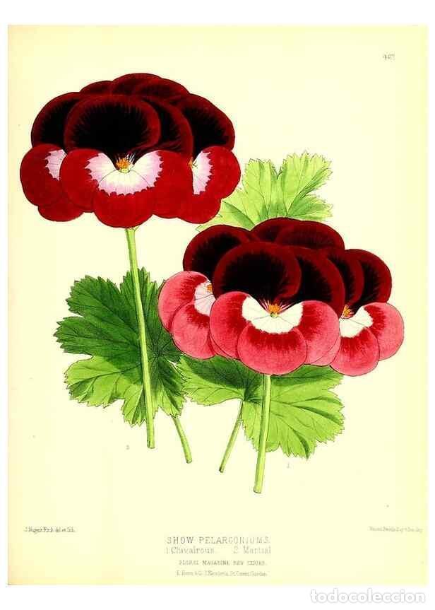 Collection Magazines and Newspapers: Reproducci&oacute;n/Reproduction 49680519601: The floral magazine;. London,L. Reeve & Co.. - Dombrain, Henr