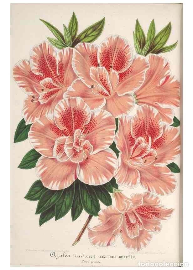 Collection Magazines and Newspapers: Reproducci&oacute;n/Reproduction 49687997506: L'Illustration horticole :. Gand, Belgium :Imprimerie et lith