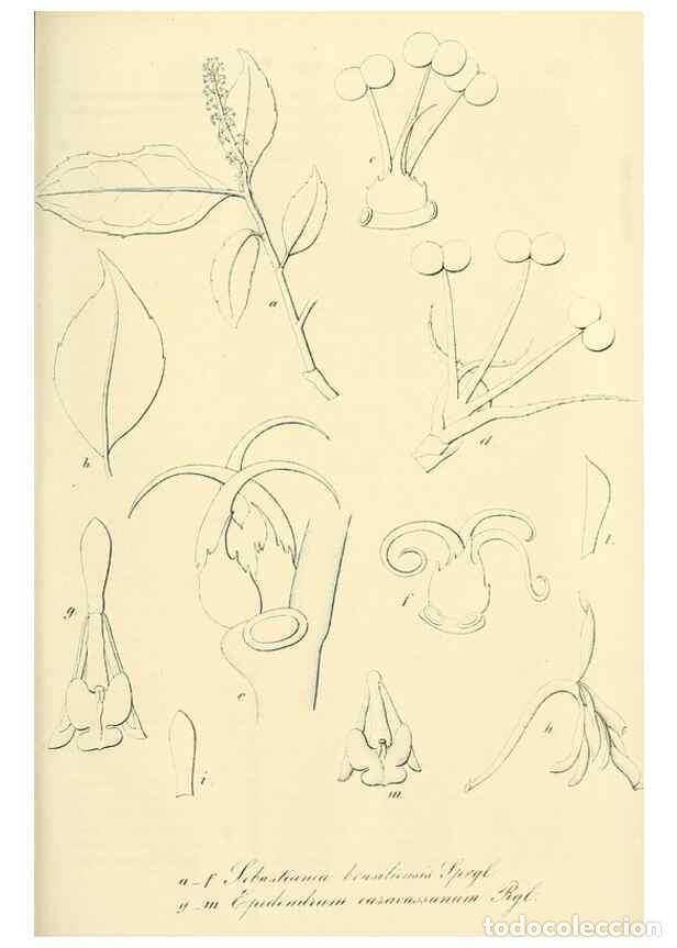 Collection Magazines and Newspapers: Reproducci&oacute;n/Reproduction 49690358351: Gartenflora.. Erlangen :F. Enke,1852-1940.. - Deutsche Garten