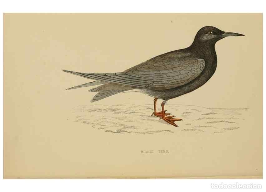 Collection Magazines and Newspapers: Reproducci&oacute;n/Reproduction 49679739447: A history of British birds.. London,Groombridge and Sons,[186