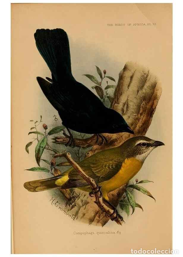 Collection Magazines and Newspapers: Reproducci&oacute;n/Reproduction 49655380118: The birds of Africa,. London,Published for the author by R.H.