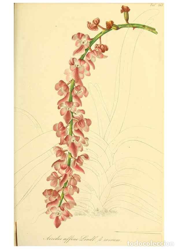 Collection Magazines and Newspapers: Reproducci&oacute;n/Reproduction 49690356971: Gartenflora.. Erlangen :F. Enke,1852-1940.. - Deutsche Garten