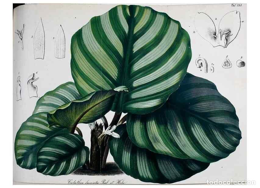 Collection Magazines and Newspapers: Reproducci&oacute;n/Reproduction 49690354376: Gartenflora.. Erlangen :F. Enke,1852-1940.. - Deutsche Garten