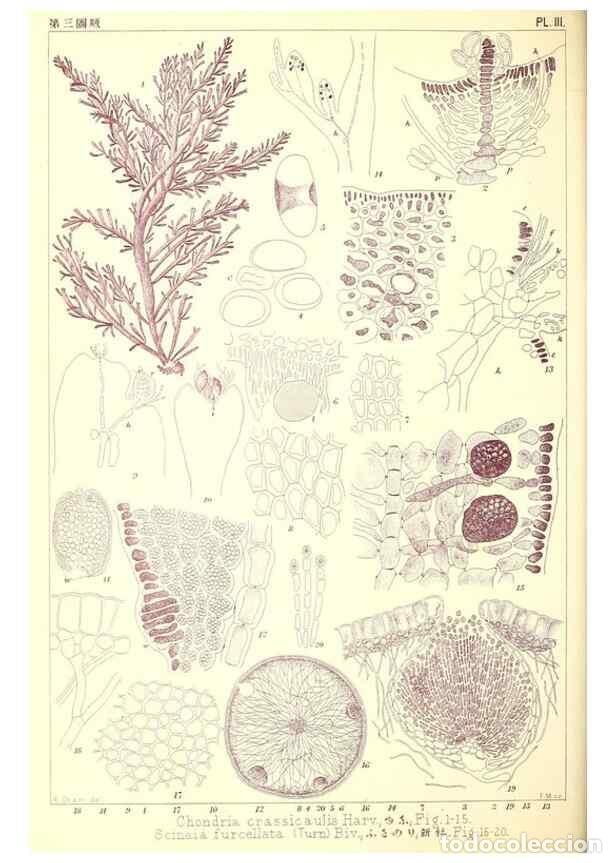Collection Magazines and Newspapers: Reproducci&oacute;n/Reproduction 49673881076: Icones of Japanese algae.. Tokyo,Kazamashobo[1907-1942]. - Ok