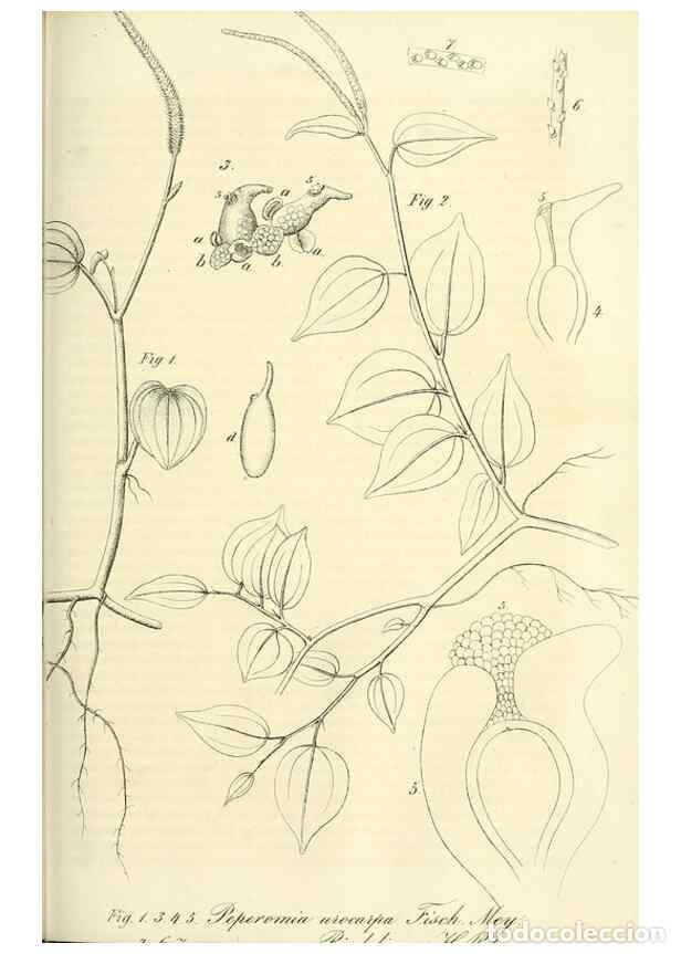 Collection Magazines and Newspapers: Reproducci&oacute;n/Reproduction 49690667497: Gartenflora.. Erlangen :F. Enke,1852-1940.. - Deutsche Garten