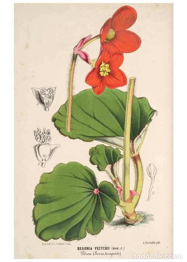 Collection Magazines and Newspapers: Reproducci&oacute;n/Reproduction 49689881808: L'Illustration horticole :. Gand, Belgium :Imprimerie et lith