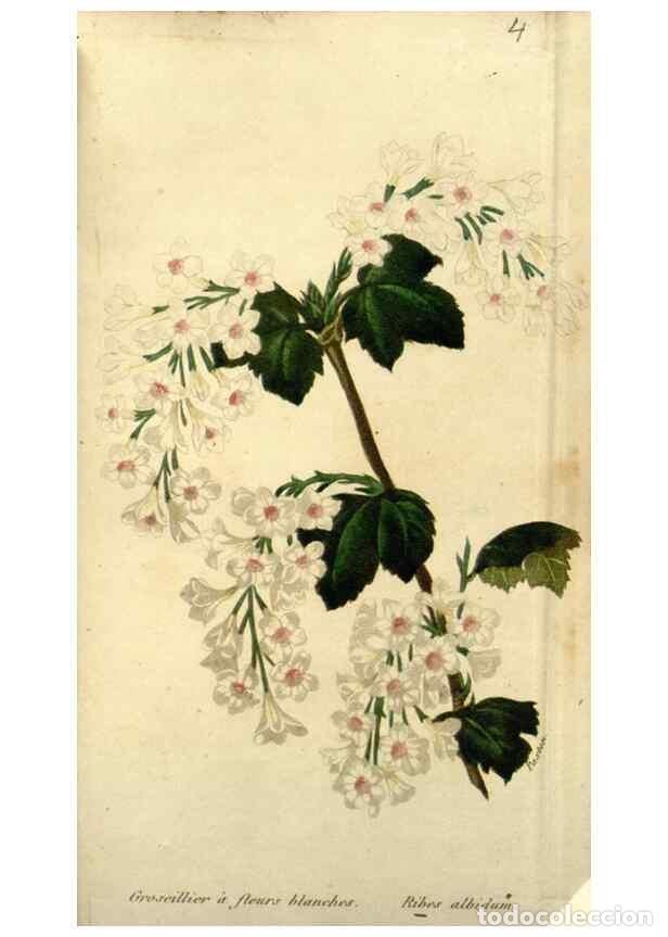 Collectionnisme de Revues et Journaux: Reproducci&oacute;n/Reproduction 49647874472: Revue horticole.. Paris :Librairie agricole de la maison rust