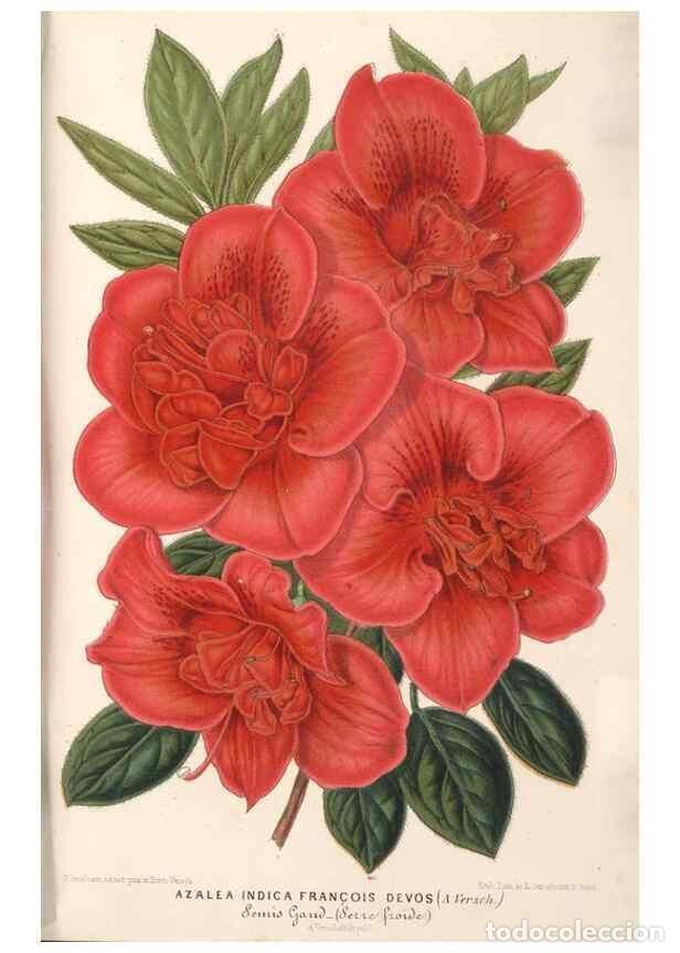 Collectionnisme de Revues et Journaux: Reproducci&oacute;n/Reproduction 49689767593: L'Illustration horticole :. Gand, Belgium :Imprimerie et lith