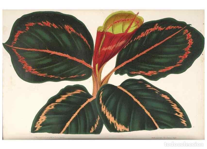 Collectionnisme de Revues et Journaux: Reproducci&oacute;n/Reproduction 49690611182: L'Illustration horticole :. Gand, Belgium :Imprimerie et lith