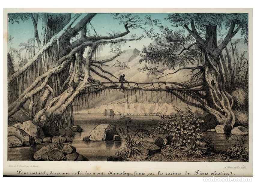 Collectionnisme de Revues et Journaux: Reproducci&oacute;n/Reproduction 49684336261: L'Illustration horticole :. Gand, Belgium :Imprimerie et lith