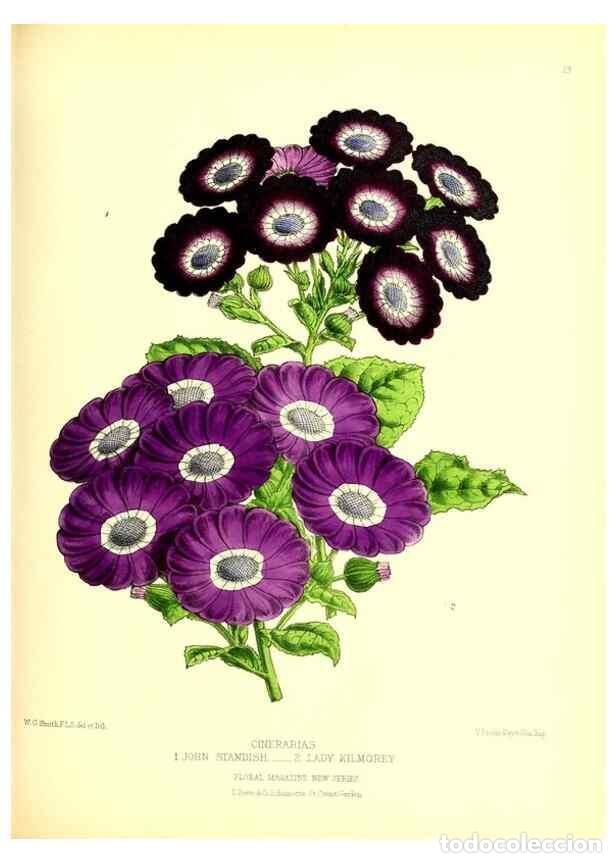 Collectionnisme de Revues et Journaux: Reproducci&oacute;n/Reproduction 49677333311: The floral magazine;. London,L. Reeve & Co.. - Dombrain, Henr