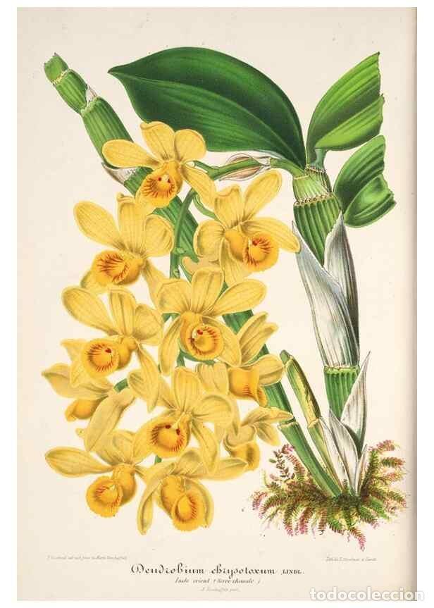 Colecionismo de Revistas e Jornais: Reproducci&oacute;n/Reproduction 49686485792: L'Illustration horticole :. Gand, Belgium :Imprimerie et lith