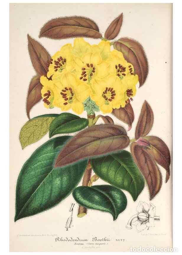 Colecionismo de Revistas e Jornais: Reproducci&oacute;n/Reproduction 49686487697: L'Illustration horticole :. Gand, Belgium :Imprimerie et lith