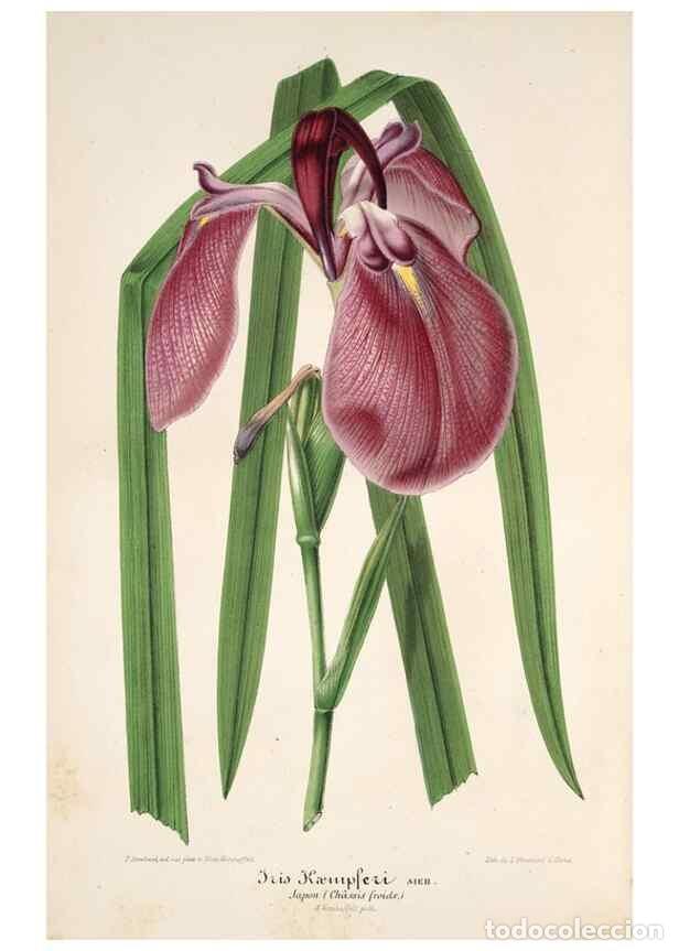 Colecionismo de Revistas e Jornais: Reproducci&oacute;n/Reproduction 49686182081: L'Illustration horticole :. Gand, Belgium :Imprimerie et lith