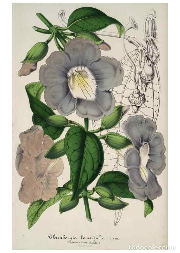 Colecionismo de Revistas e Jornais: Reproducci&oacute;n/Reproduction 49684441071: L'Illustration horticole :. Gand, Belgium :Imprimerie et lith