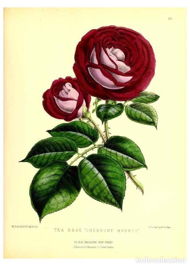 Colecionismo de Revistas e Jornais: Reproducci&oacute;n/Reproduction 49676806103: The floral magazine;. London,L. Reeve & Co.. - Dombrain, Henr