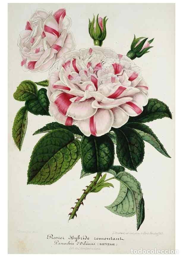 Colecionismo de Revistas e Jornais: Reproducci&oacute;n/Reproduction 49684223376: L'Illustration horticole :. Gand, Belgium :Imprimerie et lith