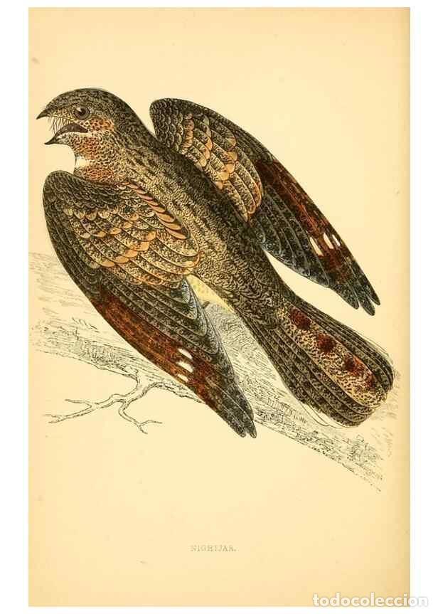 Colecionismo de Revistas e Jornais: Reproducci&oacute;n/Reproduction 49675865318: A history of British birds.. London,Groombridge and Sons,[186