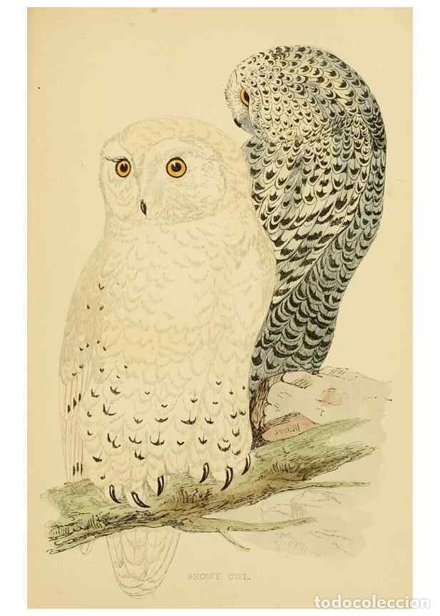 Colecionismo de Revistas e Jornais: Reproducci&oacute;n/Reproduction 49676638862: A history of British birds.. London,Groombridge and Sons,[186