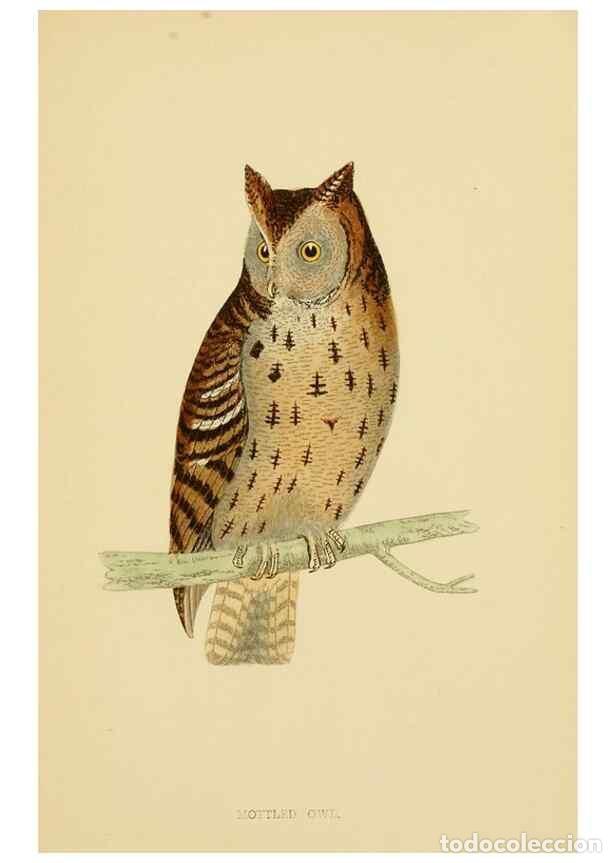 Colecionismo de Revistas e Jornais: Reproducci&oacute;n/Reproduction 49675822213: A history of British birds.. London,Groombridge and Sons,[186