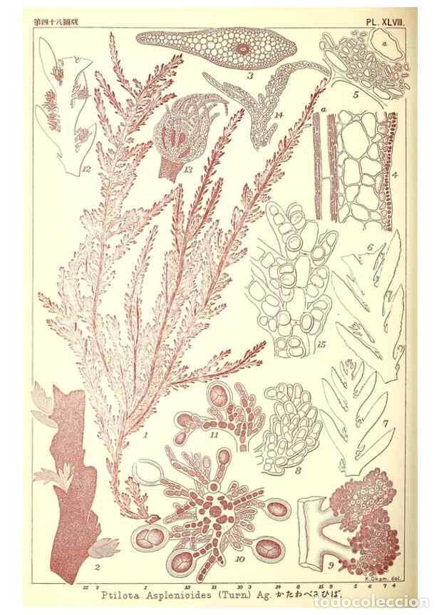 Colecionismo de Revistas e Jornais: Reproducci&oacute;n/Reproduction 49674174767: Icones of Japanese algae.. Tokyo,Kazamashobo[1907-1942]. - Ok
