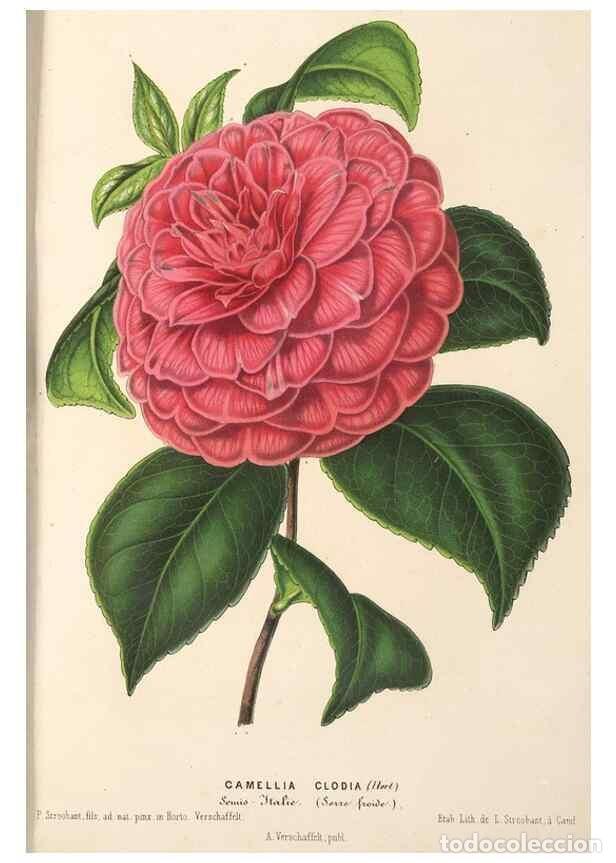 Colecionismo de Revistas e Jornais: Reproducci&oacute;n/Reproduction 49690154731: L'Illustration horticole :. Gand, Belgium :Imprimerie et lith