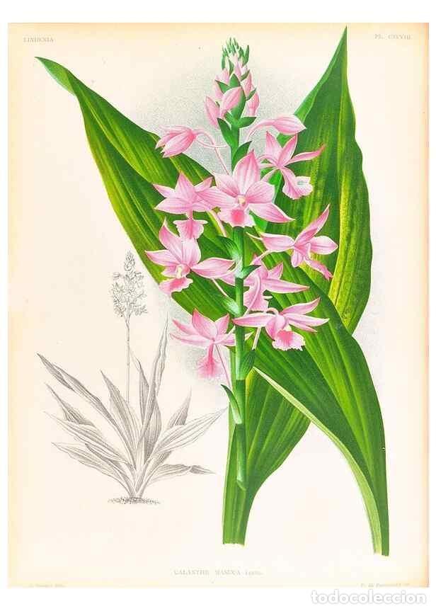 Colecionismo de Revistas e Jornais: Reproducci&oacute;n/Reproduction 49757192341: Lindenia :. Gand [Belgium] :Impr. F. Meyer-van Loo,1885-1906.