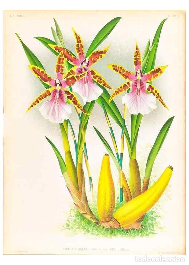 Colecionismo de Revistas e Jornais: Reproducci&oacute;n/Reproduction 49757528367: Lindenia :. Gand [Belgium] :Impr. F. Meyer-van Loo,1885-1906.