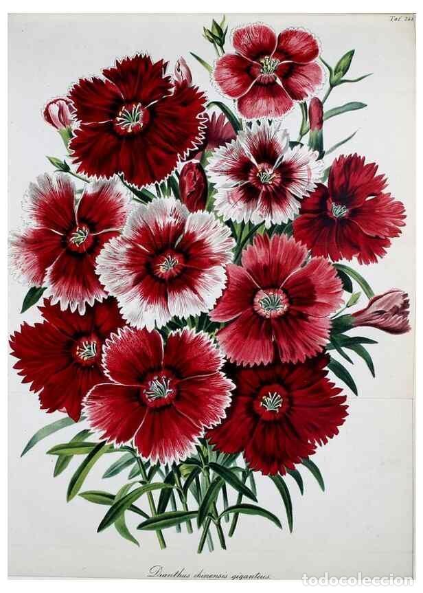 Colecionismo de Revistas e Jornais: Reproducci&oacute;n/Reproduction 49689818963: Gartenflora.. Erlangen :F. Enke,1852-1940.. - Deutsche Garten