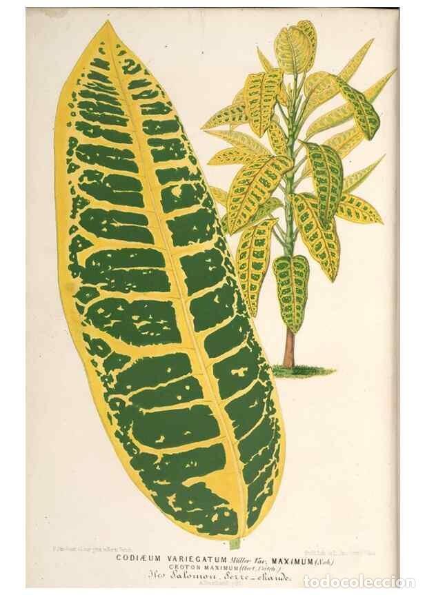 Colecionismo de Revistas e Jornais: Reproducci&oacute;n/Reproduction 49689774388: L'Illustration horticole :. Gand, Belgium :Imprimerie et lith