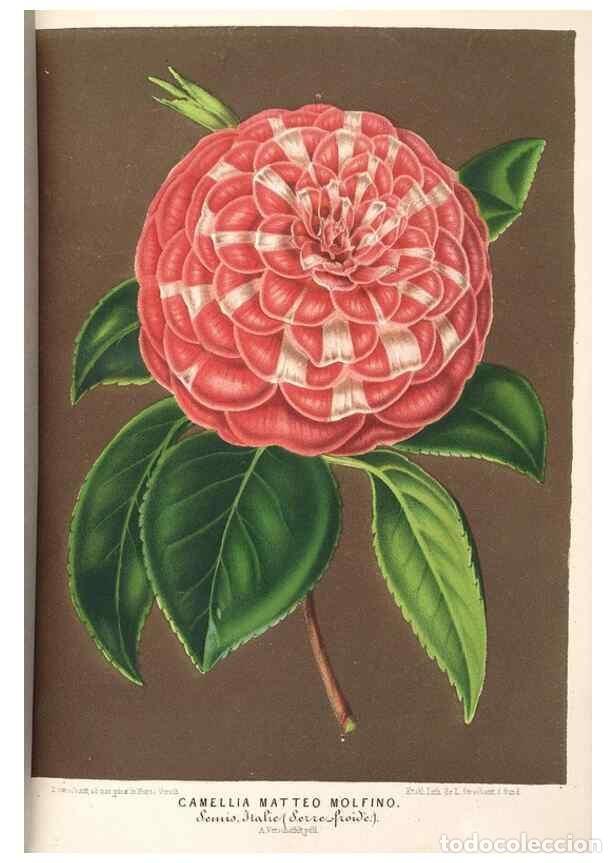 Colecionismo de Revistas e Jornais: Reproducci&oacute;n/Reproduction 49689775828: L'Illustration horticole :. Gand, Belgium :Imprimerie et lith