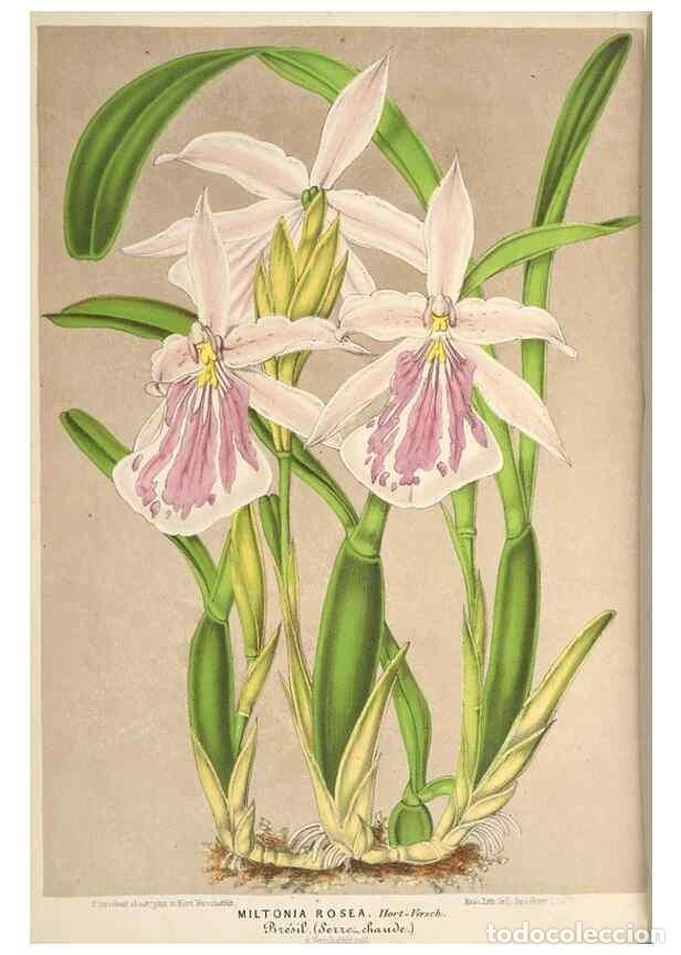 Colecionismo de Revistas e Jornais: Reproducci&oacute;n/Reproduction 49690303816: L'Illustration horticole :. Gand, Belgium :Imprimerie et lith