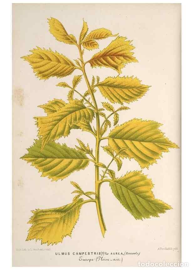 Colecionismo de Revistas e Jornais: Reproducci&oacute;n/Reproduction 49690300931: L'Illustration horticole :. Gand, Belgium :Imprimerie et lith