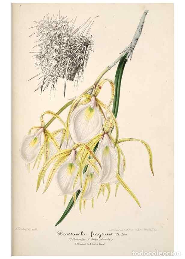 Coleccionismo de Revistas y Peri&oacute;dicos: Reproducci&oacute;n/Reproduction 49685655423: L'Illustration horticole :. Gand, Belgium :Imprimerie et lith