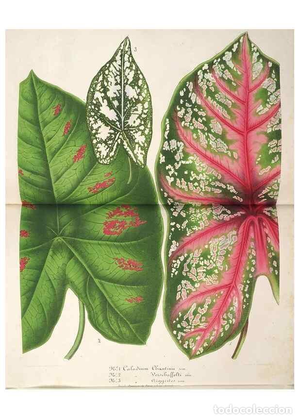 Coleccionismo de Revistas y Peri&oacute;dicos: Reproducci&oacute;n/Reproduction 49686187681: L'Illustration horticole :. Gand, Belgium :Imprimerie et lith