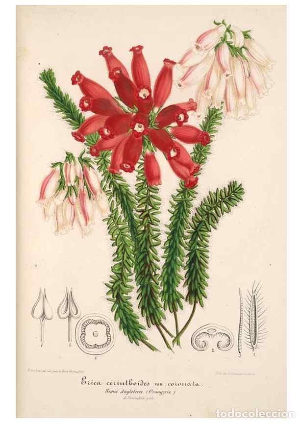 Coleccionismo de Revistas y Peri&oacute;dicos: Reproducci&oacute;n/Reproduction 49685657383: L'Illustration horticole :. Gand, Belgium :Imprimerie et lith