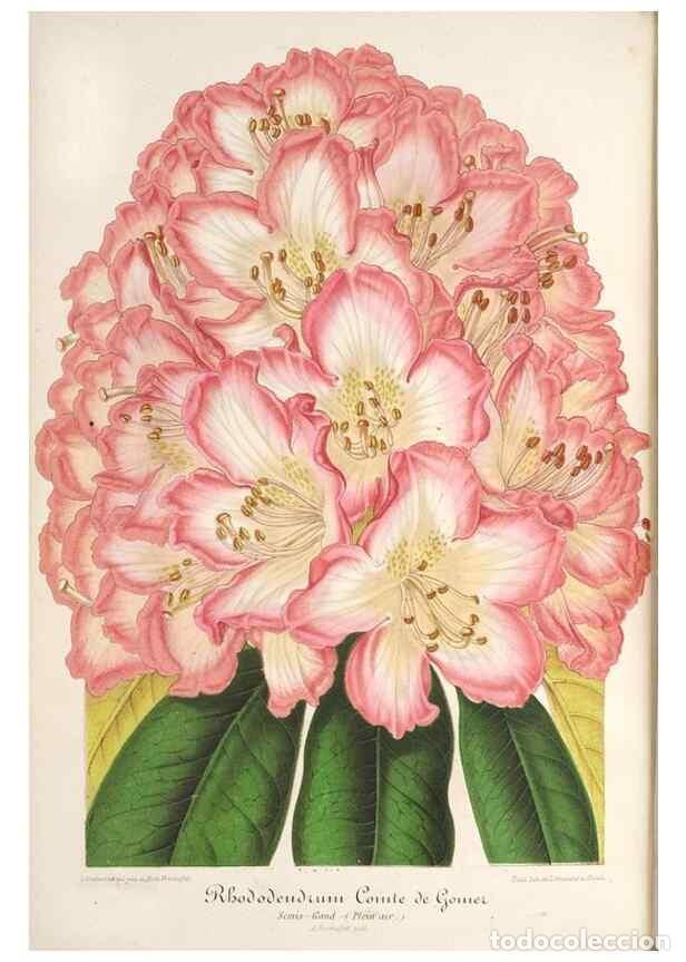 Collezionismo di Riviste e Giornali: Reproducci&oacute;n/Reproduction 49687157041: L'Illustration horticole :. Gand, Belgium :Imprimerie et lith