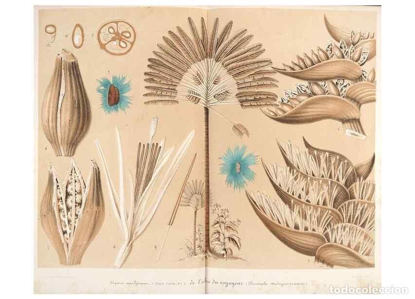 Collezionismo di Riviste e Giornali: Reproducci&oacute;n/Reproduction 49686625158: L'Illustration horticole :. Gand, Belgium :Imprimerie et lith