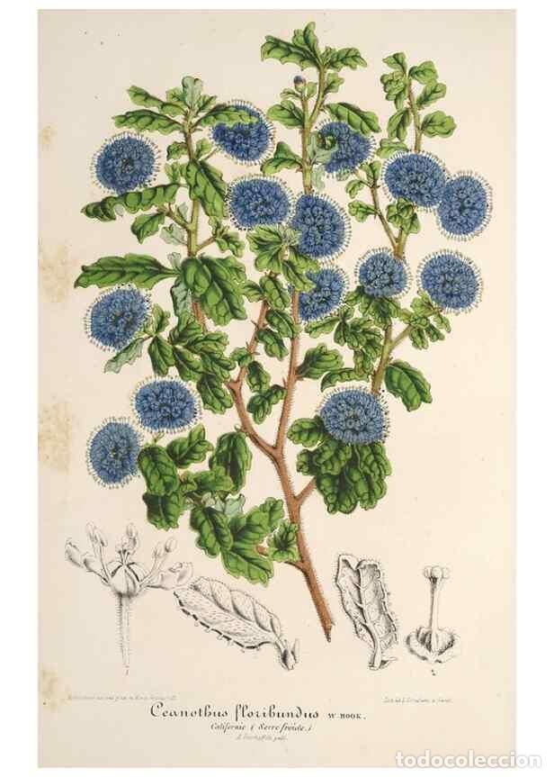 Collezionismo di Riviste e Giornali: Reproducci&oacute;n/Reproduction 49686628083: L'Illustration horticole :. Gand, Belgium :Imprimerie et lith