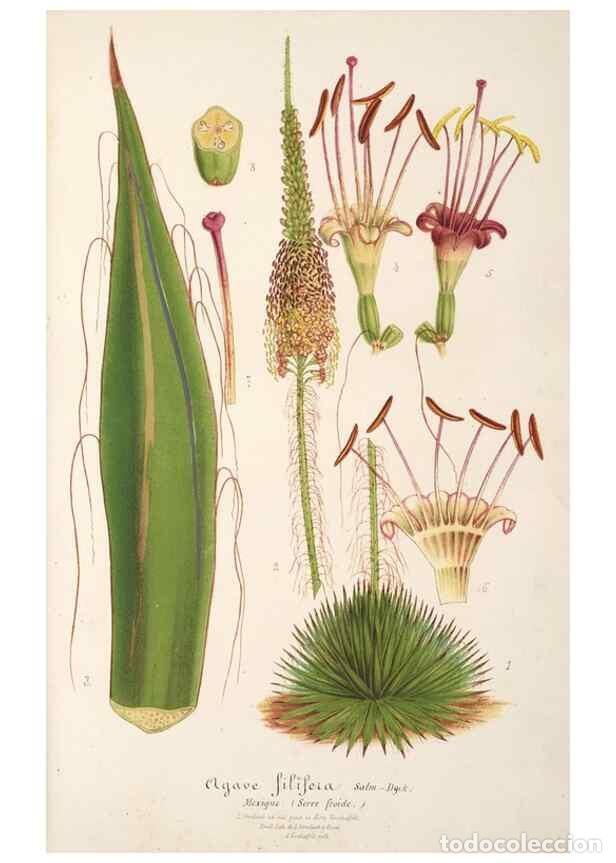 Collezionismo di Riviste e Giornali: Reproducci&oacute;n/Reproduction 49687465322: L'Illustration horticole :. Gand, Belgium :Imprimerie et lith