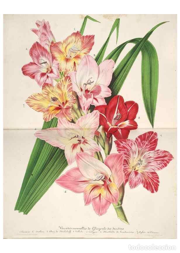 Collection Magazines and Newspapers: Reproducci&oacute;n/Reproduction 49686556122: L'Illustration horticole :. Gand, Belgium :Imprimerie et lith