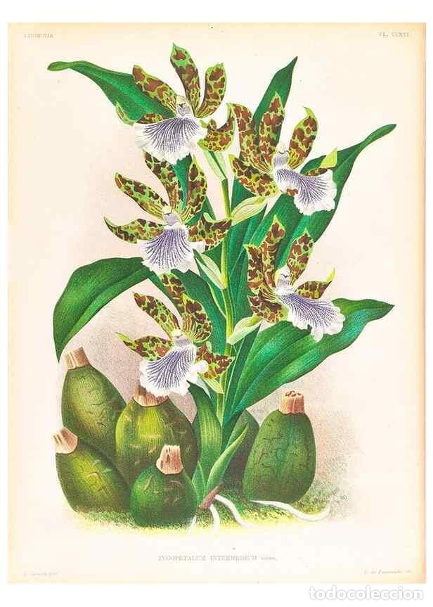 Collection Magazines and Newspapers: Reproducci&oacute;n/Reproduction 49756672383: Lindenia :. Gand [Belgium] :Impr. F. Meyer-van Loo,1885-1906.