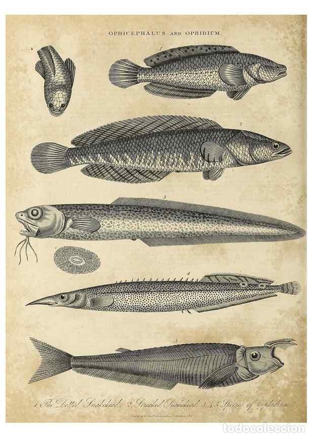 Collection Magazines and Newspapers: Reproducci&oacute;n/Reproduction 49756423913: Encyclopaedia londinensis, or, Universal dictionary of arts,