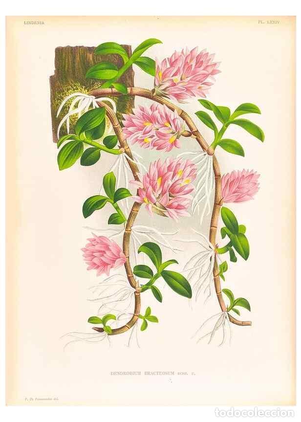 Collection Magazines and Newspapers: Reproducci&oacute;n/Reproduction 49756590188: Lindenia :. Gand [Belgium] :Impr. F. Meyer-van Loo,1885-1906.