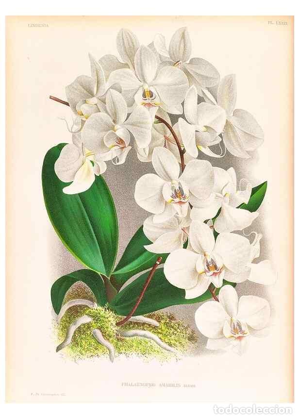 Collection Magazines and Newspapers: Reproducci&oacute;n/Reproduction 49756591383: Lindenia :. Gand [Belgium] :Impr. F. Meyer-van Loo,1885-1906.