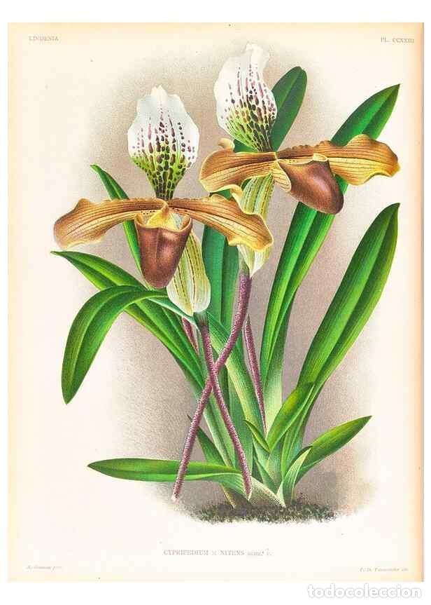 Collection Magazines and Newspapers: Reproducci&oacute;n/Reproduction 49757535352: Lindenia :. Gand [Belgium] :Impr. F. Meyer-van Loo,1885-1906.