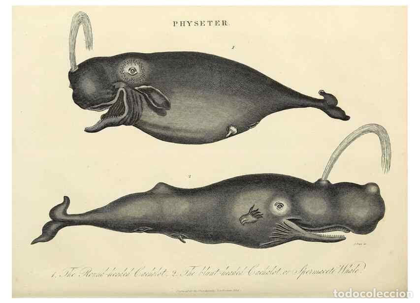 Collection Magazines and Newspapers: Reproducci&oacute;n/Reproduction 49757562442: Encyclopaedia londinensis, or, Universal dictionary of arts,