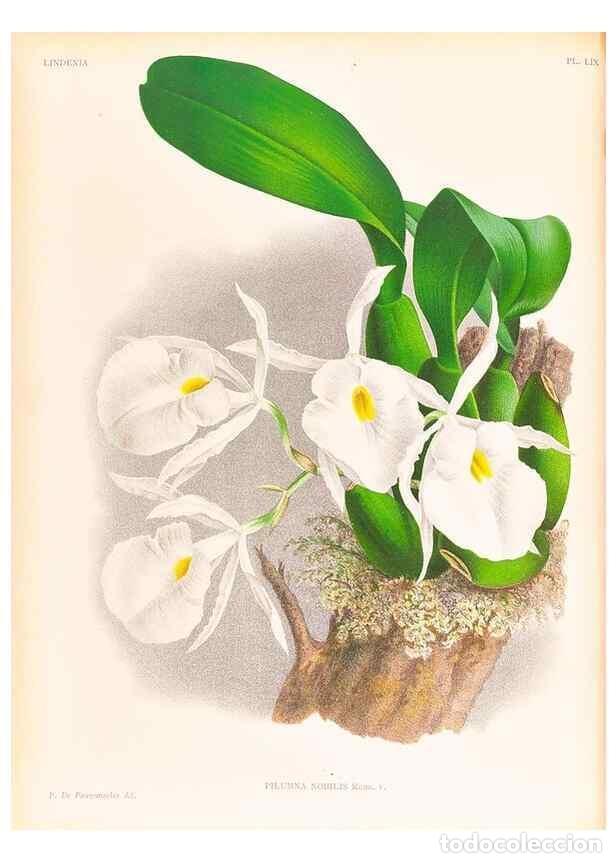 Collection Magazines and Newspapers: Reproducci&oacute;n/Reproduction 49757113506: Lindenia :. Gand [Belgium] :Impr. F. Meyer-van Loo,1885-1906.