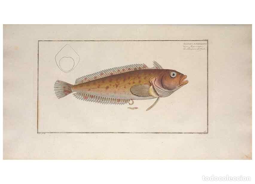 Coleccionismo de Revistas y Peri&oacute;dicos: Reproducci&oacute;n/Reproduction 49773706996: Ichtyologie, ou, Histoire naturelle, g&eacute;n&eacute;rale et particuli&egrave;re